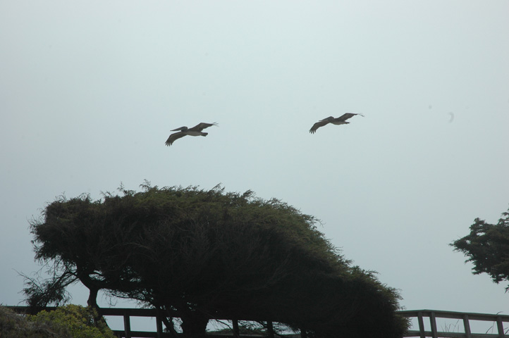 Moonstone Beach 041.jpg